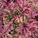 Hebe Heartbreaker at Waterside Garden Centre