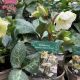 Hellebore Mollys White 2L