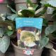 Hellebore Moondance 2 L