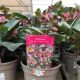 Helleborus - FrostKiss - Pennys Pink 2 L