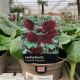 Hollyhock Double Maroon 1 L