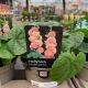 Hollyhock Double Salmon 1 L