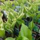 Hosta Mystery Mix