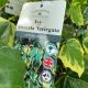 Ivy Deentata Variegata