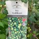 Ivy Goldheart Evergreen