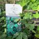Ivy Green Ripple 