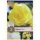 Yellow Begonia Bulb Set