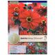 Bishop of Llandaff Dahlia