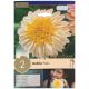 Polka Dahlia Bulb Set