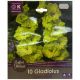 Gladiolus Green Flash Bulb Set