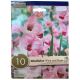 Kapiteyn Gladiolus Wine & Roses