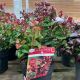 Leucothoe - Curly Red