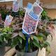 Leucothoe Fontensiana Dark Diamond