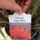 Libertia Taupo Blaze
