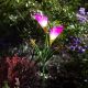Solar Lily Stake Light