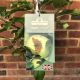 Apple (Malus) Limelight 11.5 L