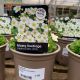 Mossy Saxifrage Alpinio Early Lime
