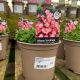 Mossy Saxifrage Alpino Early Picotee