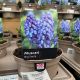 Muscari Big Smile 1 L