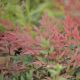 Nandina Domestica - Obsessed