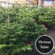 Potted Nordman Fir Christmas Trees