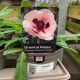 Oriental Poppy - Princess Victoria Louise