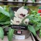 Oriental Poppy - Royal Wedding