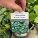 Pachysandra Green Carpet