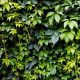 Parthenocissus Quinquefolia - Virginia Creeper