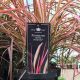 Pennisetum Fireworks 19cm