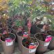 Peony Mystery Plant Mix