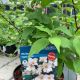 Philadelphus Belle Etoile