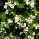 Philadelphus Lemoinei