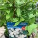 Philadelphus Manteau D'Hermine