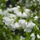Philadelphus Virginal