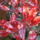 Mixed Shrub Mix Plants