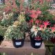 Pieris Mystery Mix