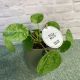 Pilea Mojito Plant (Pot not included)