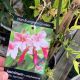 Pink Jasmine - Non-evergreen Climber