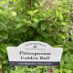 Pittosporum Golden Ball