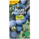 Grwoing Success Plum Maggot Trap