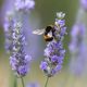 Pollinator Plant Pack