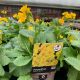 Polyanthus Elpiro Yellow 1 L