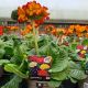 Polyanthus Fire Dragon 1 L