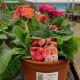 Polyanthus Showstopper Bucksfizz 3.3L