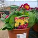 Polyanthus Showstopper Calypso 3.3L