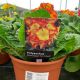 Polyanthus Showstopper Fire Dragon - 3.3L