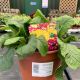Polyanthus Showstopper Purple - 3.3L