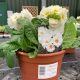 Polyanthus Showstopper White - 3.3L