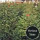 Premium Cut Nordmann Fir Real Christmas Tree - Various Sizes